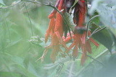 Salvia dombeyi