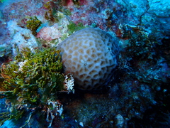 Goniastrea