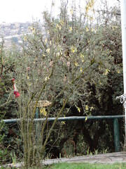 Cantua