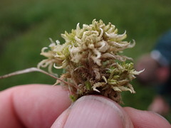 Sphagnum miyabeanum