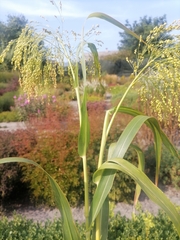 Panicum miliaceum miliaceum