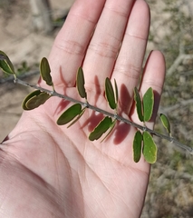 Gonopterodendron sarmientoi