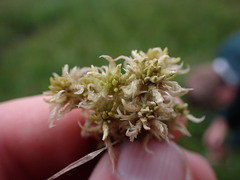 Sphagnum miyabeanum