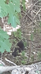 Sciurus carolinensis