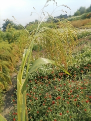 Panicum miliaceum miliaceum