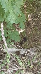 Sciurus carolinensis