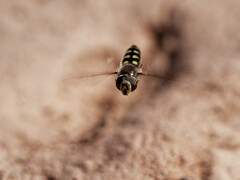 Austroscaeva occidentalis