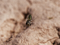 Austroscaeva occidentalis