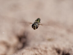 Austroscaeva occidentalis