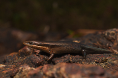 Eutropis allapallensis