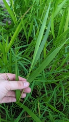 Panicum hemitomon