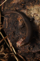 Eutropis allapallensis