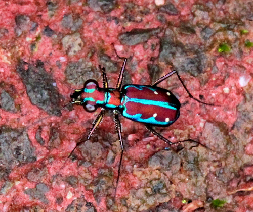 Jansenia azureocincta (Bates, 1878)
