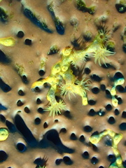 Parazoanthus swiftii