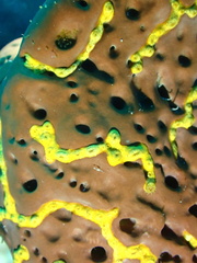 Parazoanthus swiftii