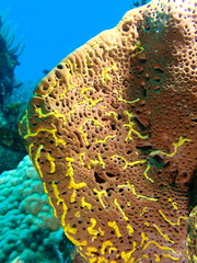 Parazoanthus swiftii