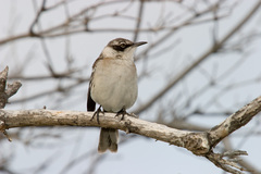 Mimus parvulus