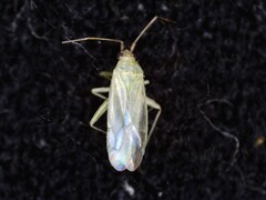 Blepharidopterus diaphanus