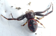 Synema globosum