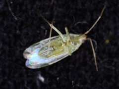 Blepharidopterus diaphanus