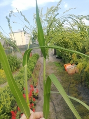 Panicum miliaceum miliaceum
