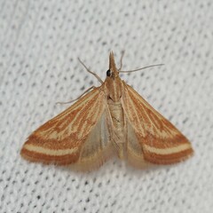 Microtheoris ophionalis