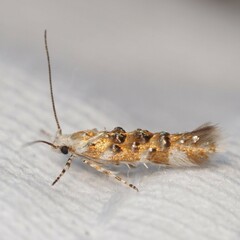 Stagmatophora iridella