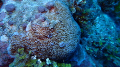 Montipora verrucosa