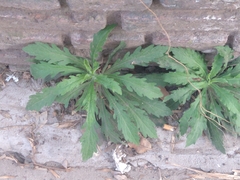 Angiospermae