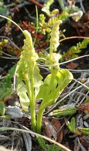 vratička mesiačikovitá (Botrychium lunaria)