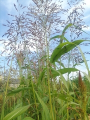Sorghum × drummondii
