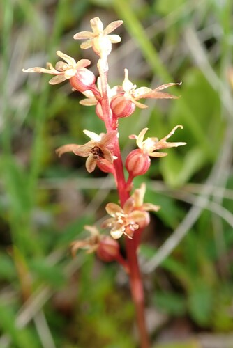 bradáčik srdcovitolistý (Neottia cordata)