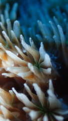 Galaxea fascicularis