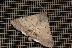 Pandesma quenavadi