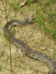 Pituophis melanoleucus