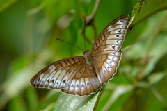 Tanaecia iapis puseda