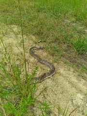 Pituophis melanoleucus