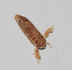 Narosa conspersa