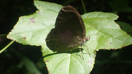 Appalachian Brown photo 3