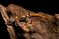Cnemaspis mysoriensis