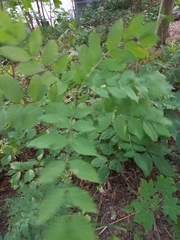 Fraxinus excelsior