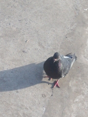 Columba livia