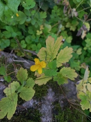 Chelidonium majus