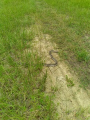 Pituophis melanoleucus