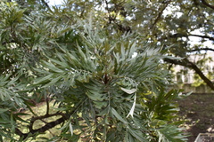 Grevillea robusta