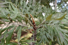 Grevillea robusta