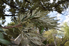Grevillea robusta
