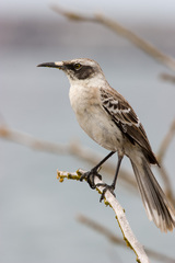 Mimus parvulus bauri