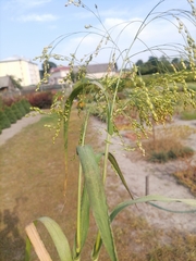 Panicum miliaceum miliaceum