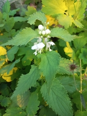 Lamium album